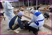 واکسیناسیون هاری سگهای پناهگاه حیوانات در ملایر